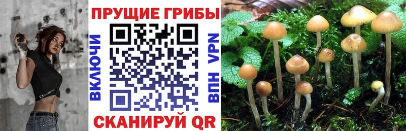 Галлюциногенные грибы ЛСД  цена наркотик  Алатырь 